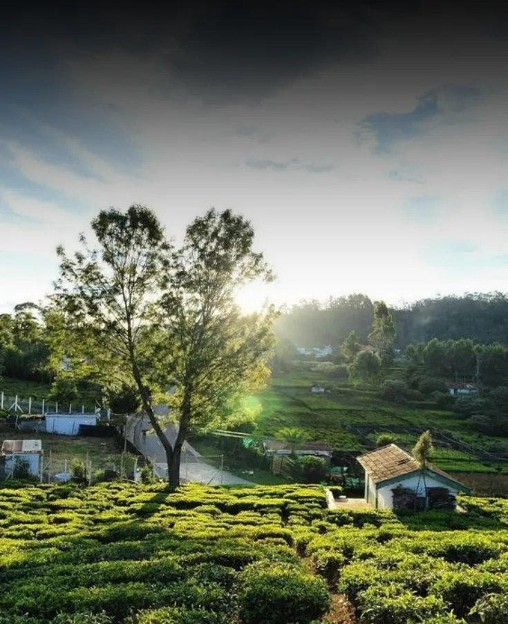 Kerala Honeymoon Escape